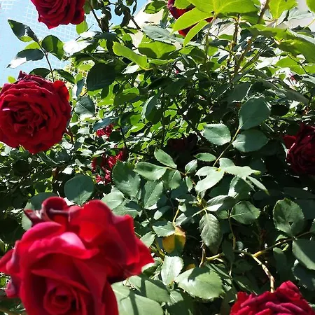 Paradise City * Loutráki